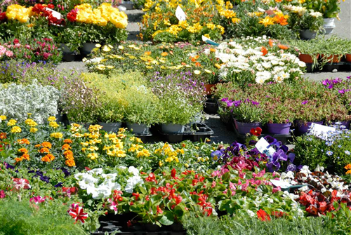 Frascaro in fiore 2026